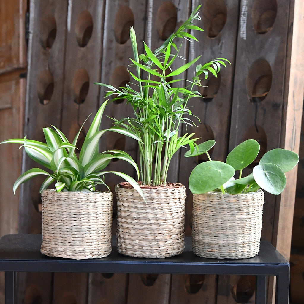 Drei Pflanzen auf Tisch vor Holzwand