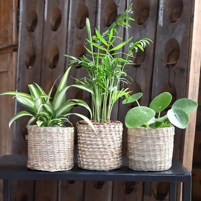Drei Pflanzen auf Tisch vor Holzwand