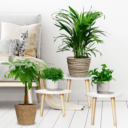 zimmer mit 4 katzenfreundlichen pflanzen 4er box katzenliebe katze auf couch