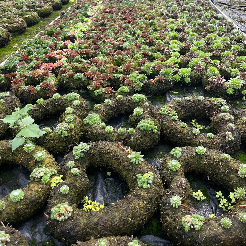 Balkonkränze bestücken, Sukkulenten einpflanzen, Herz Kränze auf dem Tisch in der Gärtnerei Baumeister