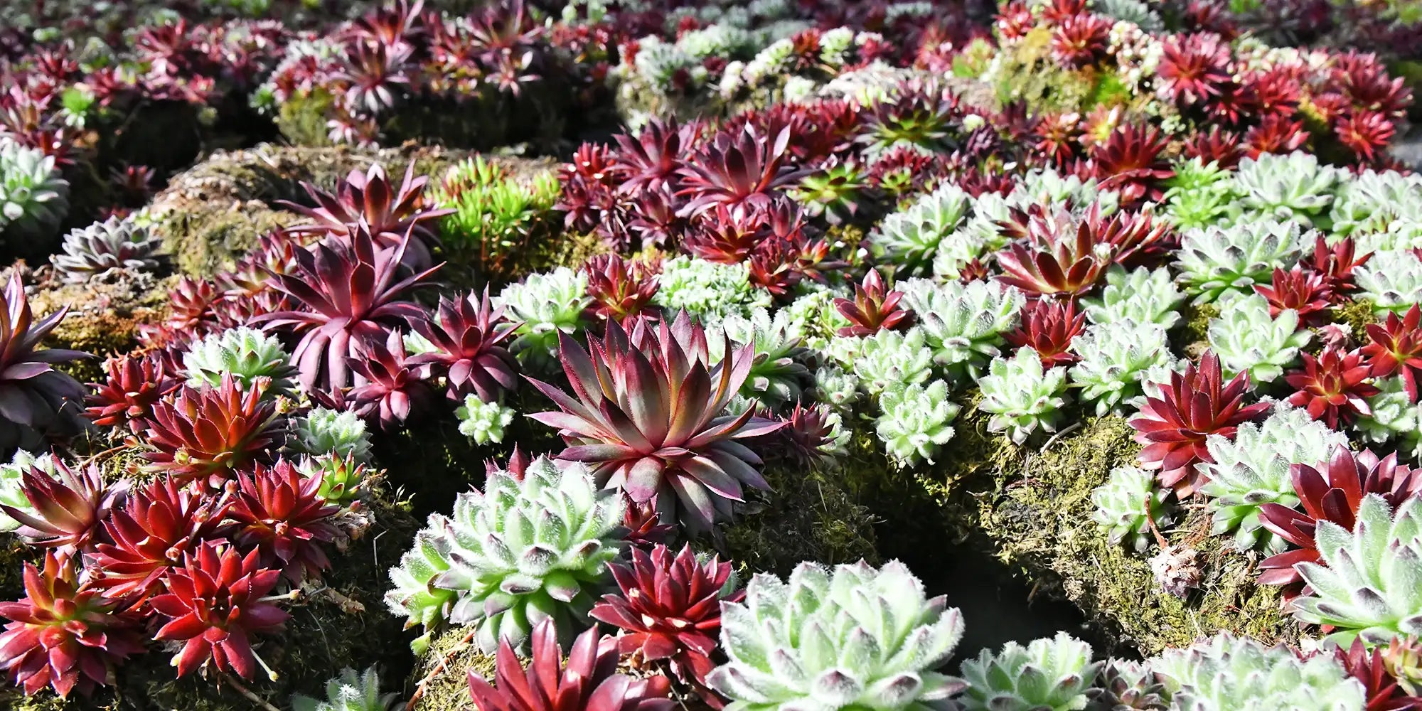 Balkonkränze Sukkulenten Tofmoos lebender Kranz zur Balkon Dekoration 