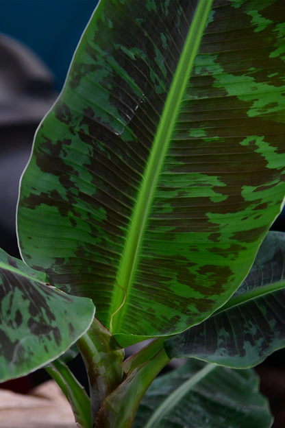 Nahaufnahme Bananenpflanze Blatt