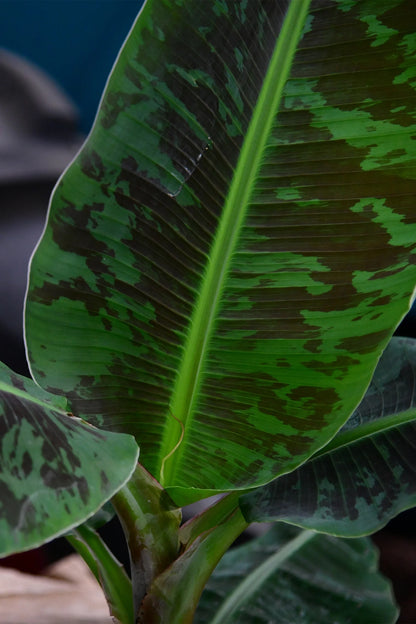 Nahaufnahme Bananenpflanze Blatt