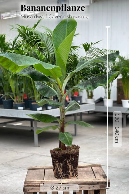XXL Bananenpflanze 130-140cm