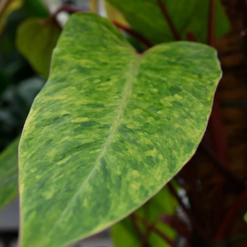 Nahaufnahme eines Blattes des Philodendron Painted Lady