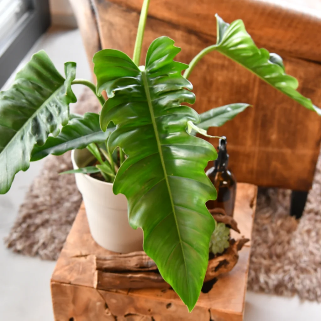 Philodendron Rambo in Topf vor Sessel