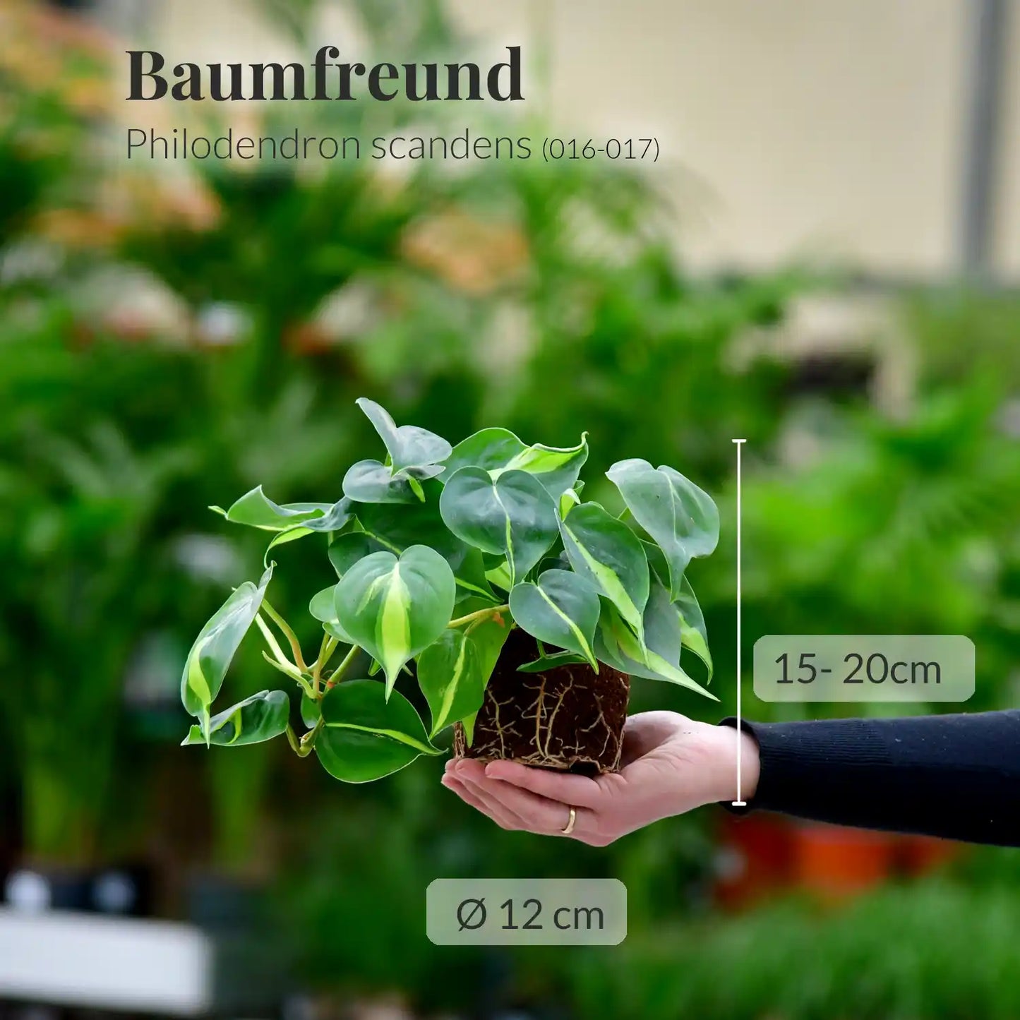 Mix & Match 3er Box Pflegeleichte Hängepflanzen