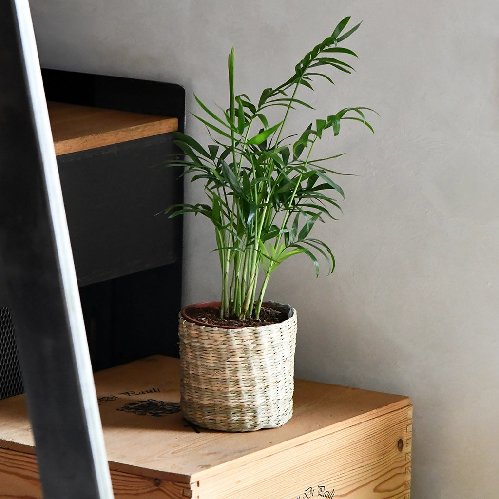 3er Set Seegraskorb Mica 10cm