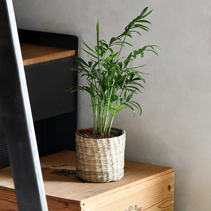 3er Set Seegraskorb Mica 10cm