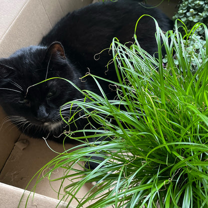 3er Katzengras Box