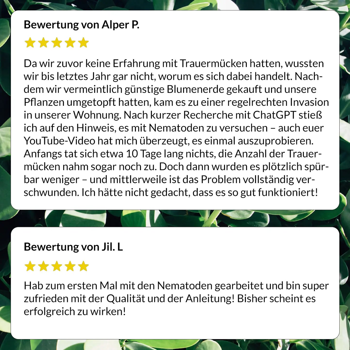 SF Nematoden gegen Trauermücken