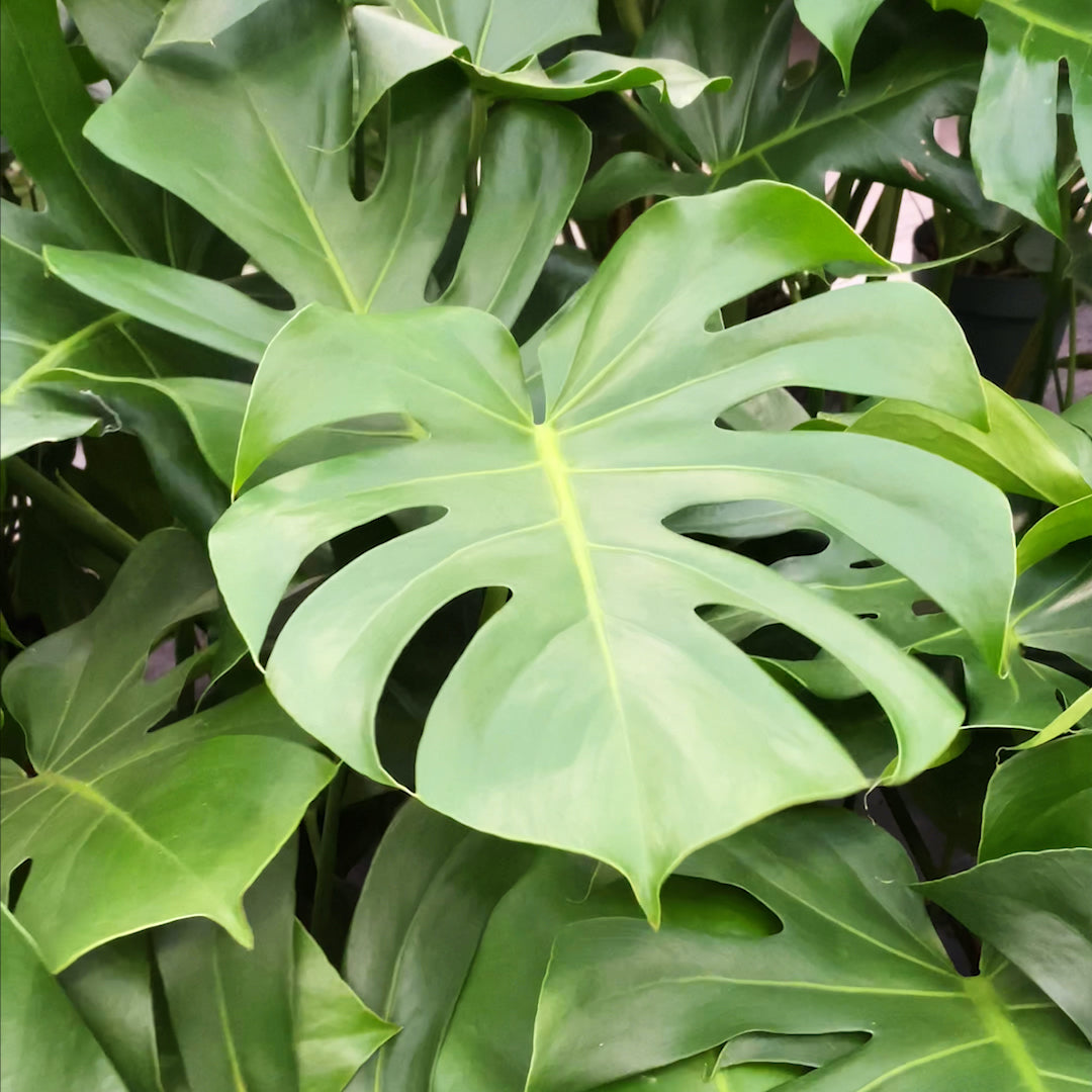 Palettenset Trendsetter: 5 XXL Büropflanzen in Hydrokultur