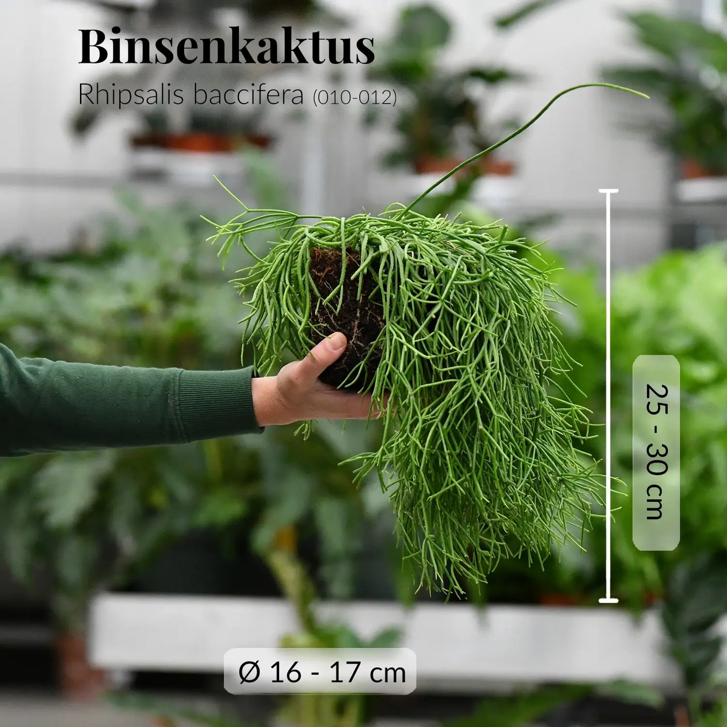 Gesunder, kräftiger Korallenkaktus mit frischen Wurzeln