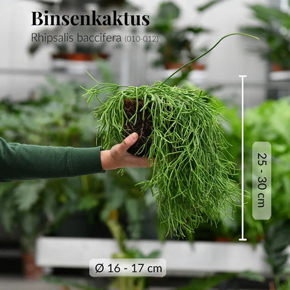 Gesunder, kräftiger Korallenkaktus mit frischen Wurzeln