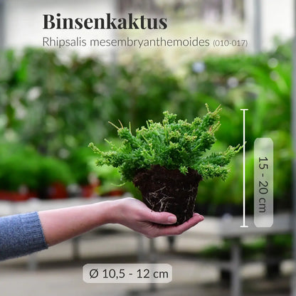 Frischer Binsenkaktus mit gesunden Wurzeln direkt beim Gärtner