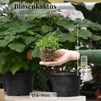 Babypflanzen Trio Hängepflanzen