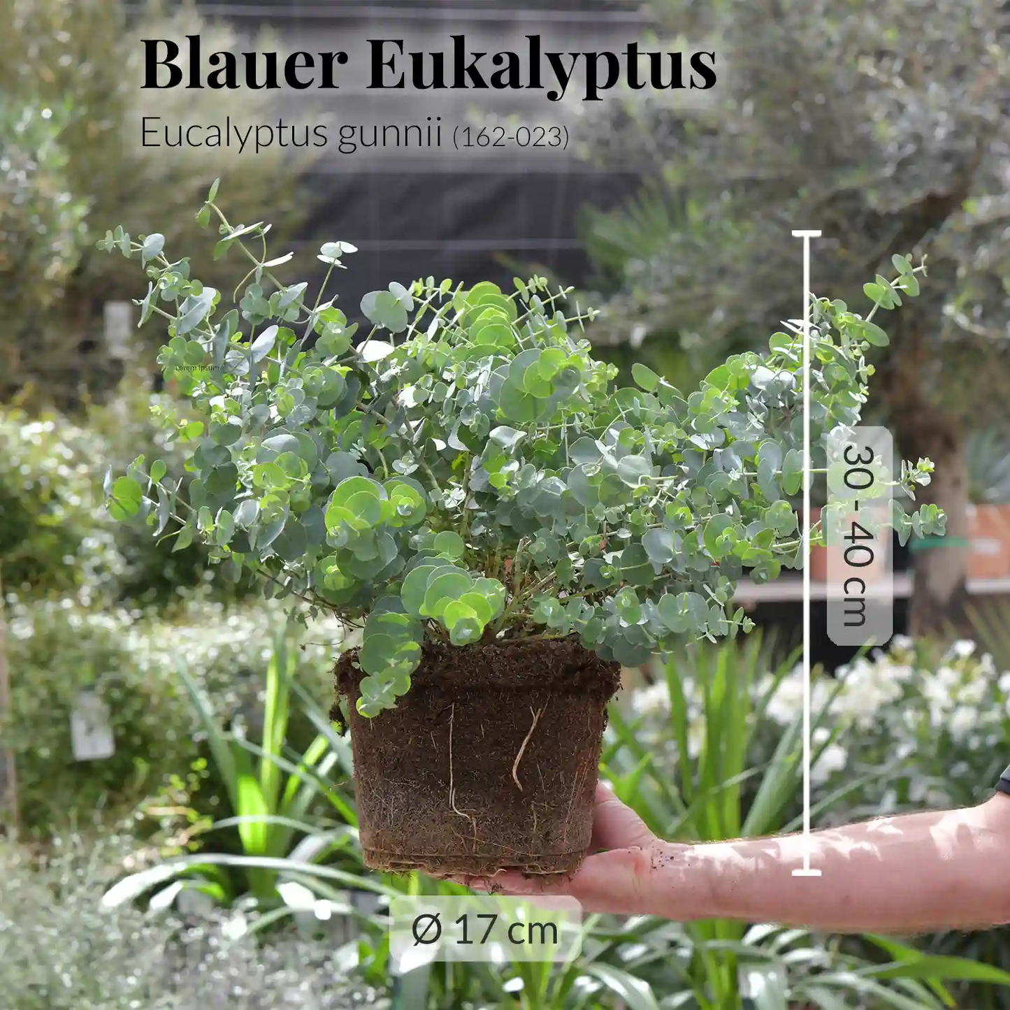 Palettenset 6er Zitronenbaum Mix XL in Dayton