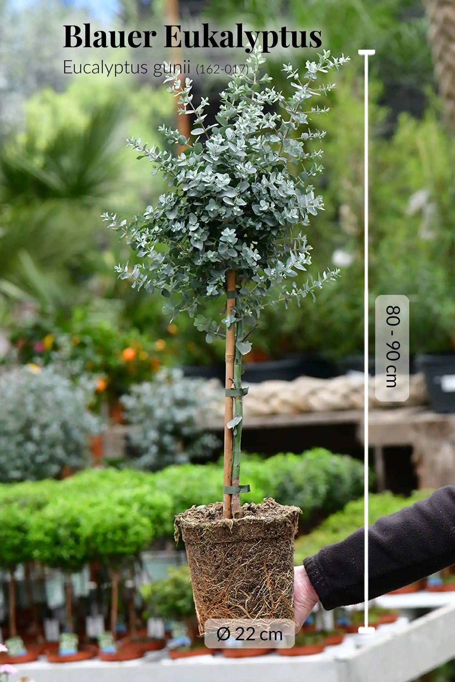 Großes Eukalyptus Bäumchen