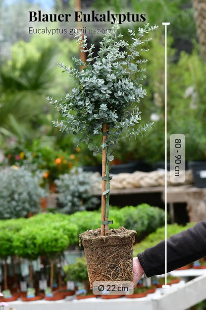 Großes Eukalyptus Bäumchen