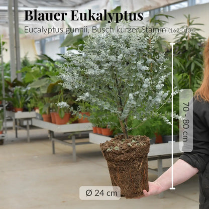 Blauer Eukalyptus Eucalyptus gunnii, Busch kurzer Stamm (162-013)