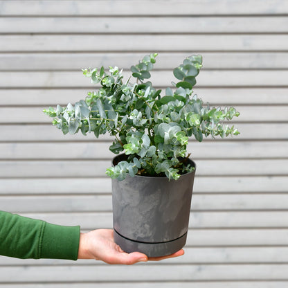 Blauer Eukalyptus Pflanze