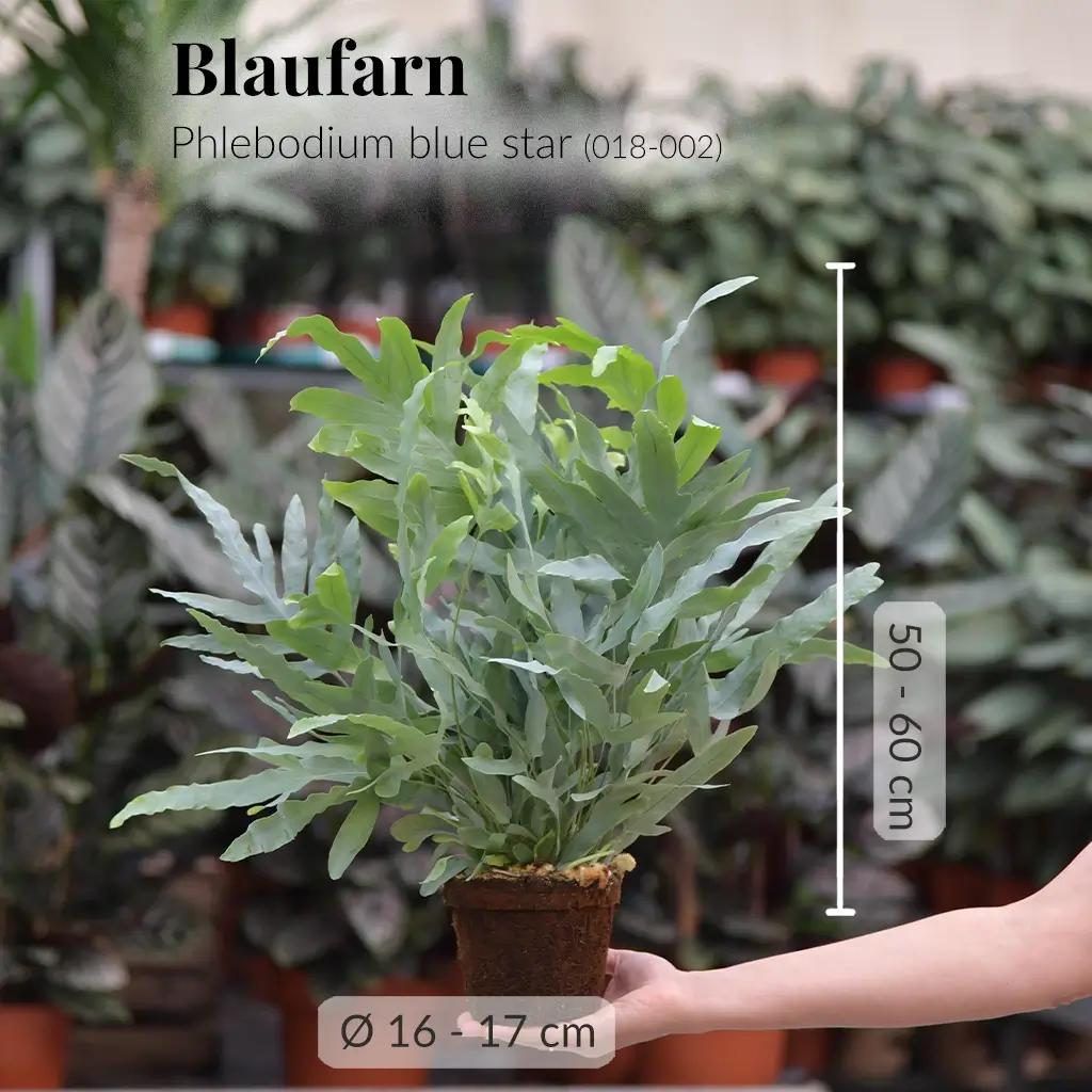 Blaufarn Pflanze mit gesunden Wurzeln direkt beim Gärtner