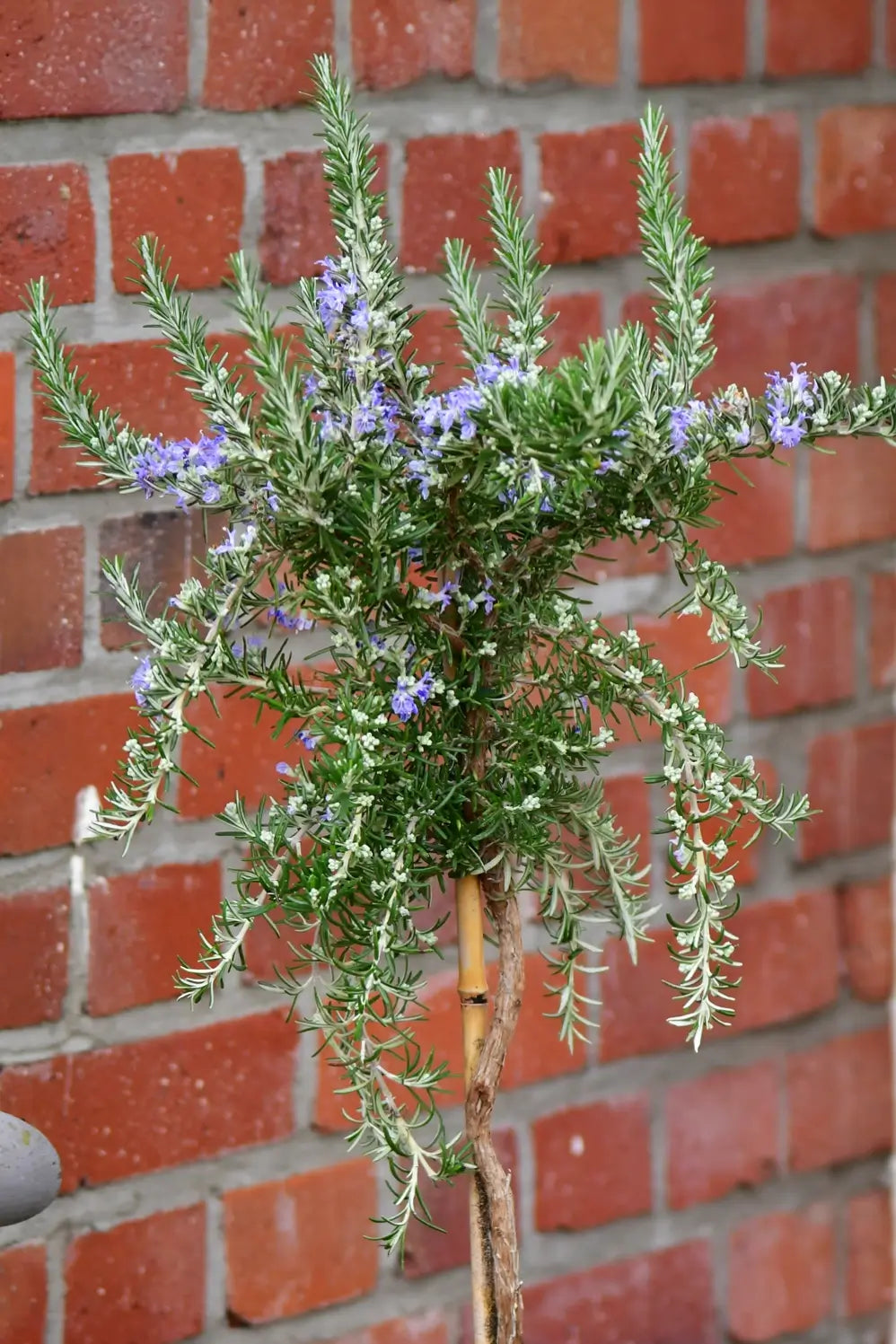 Blühendes Rosmarin Stämmchen