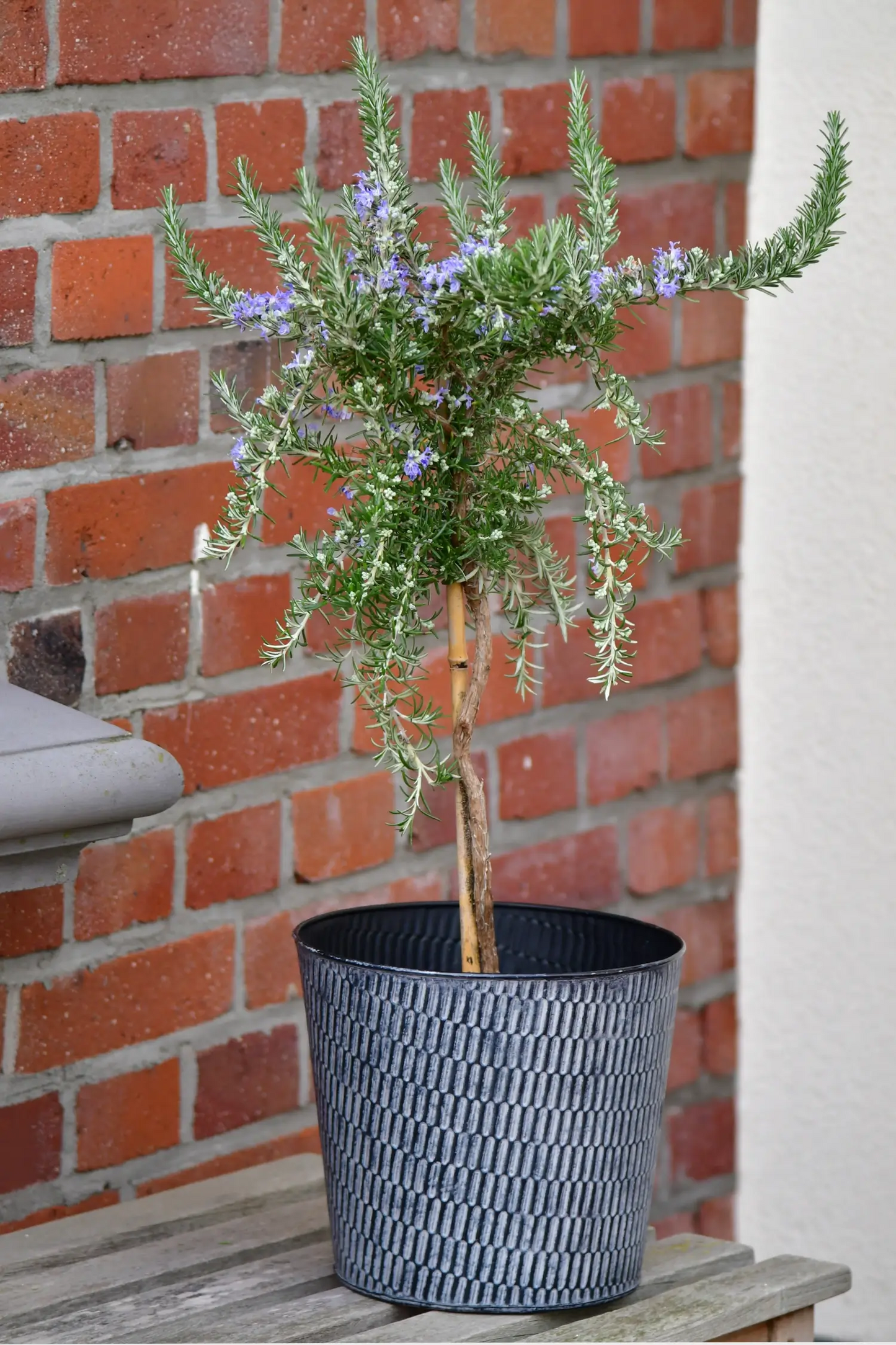 Blühendes Rosmarin Stämmchen