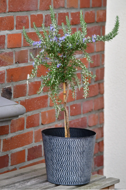 Blühendes Rosmarin Stämmchen