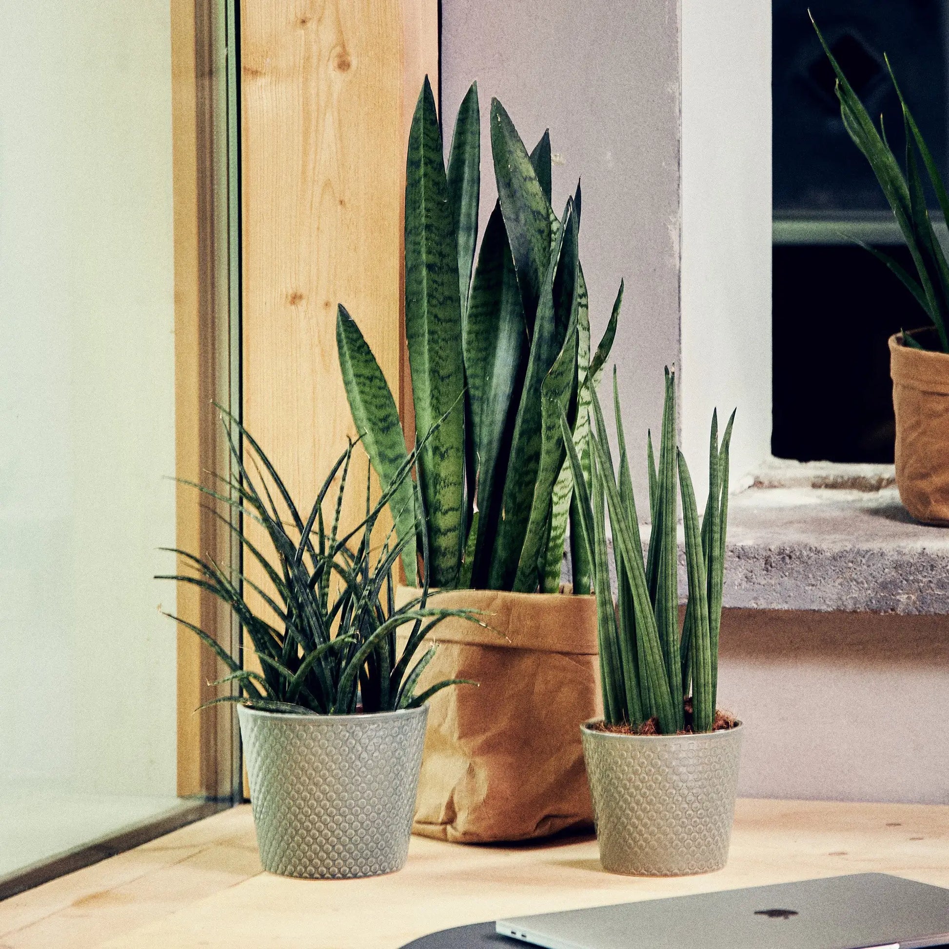 3er Set Bogenhänfe direkt am Fenster
