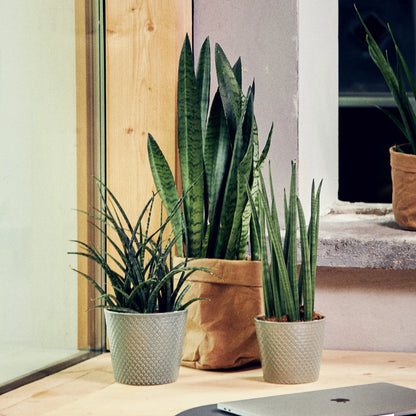 3er Set Bogenhänfe direkt am Fenster