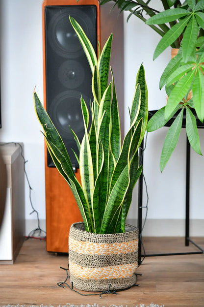 Große Schwiegermutterzunge