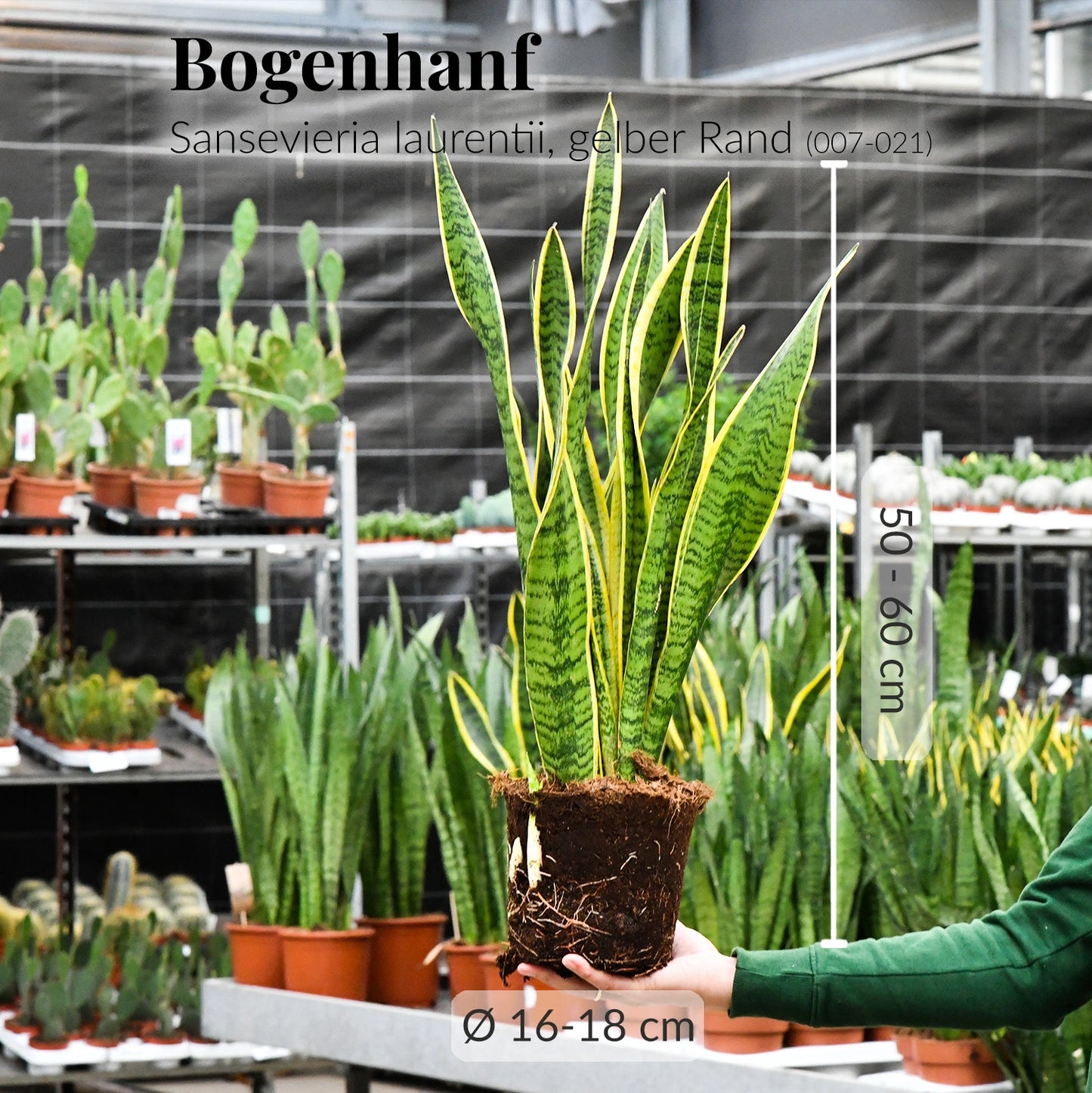 Kräftiger Bogenhanf Schwiegermutterzunge mit gesunden Wurzeln direkt beim Gärtner