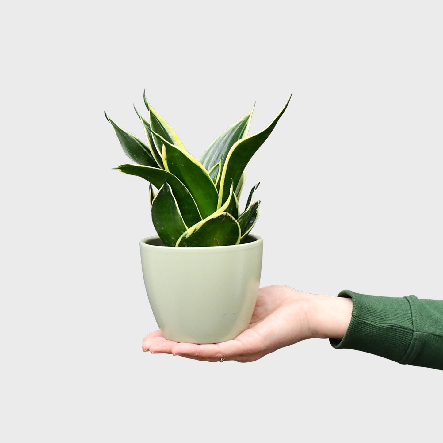 Mix & Match Super Easy Babypflanzen