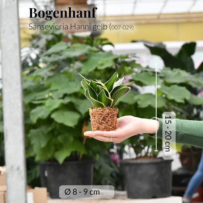 Mix & Match Babypflanzen