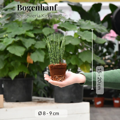 Mix & Match Babypflanzen