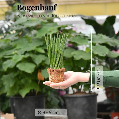 Mix & Match Babypflanzen