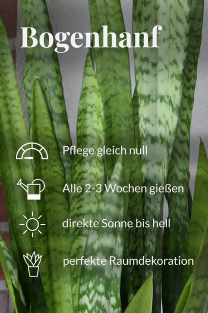 Bogenhanf Zeylanica Pflegehinweise