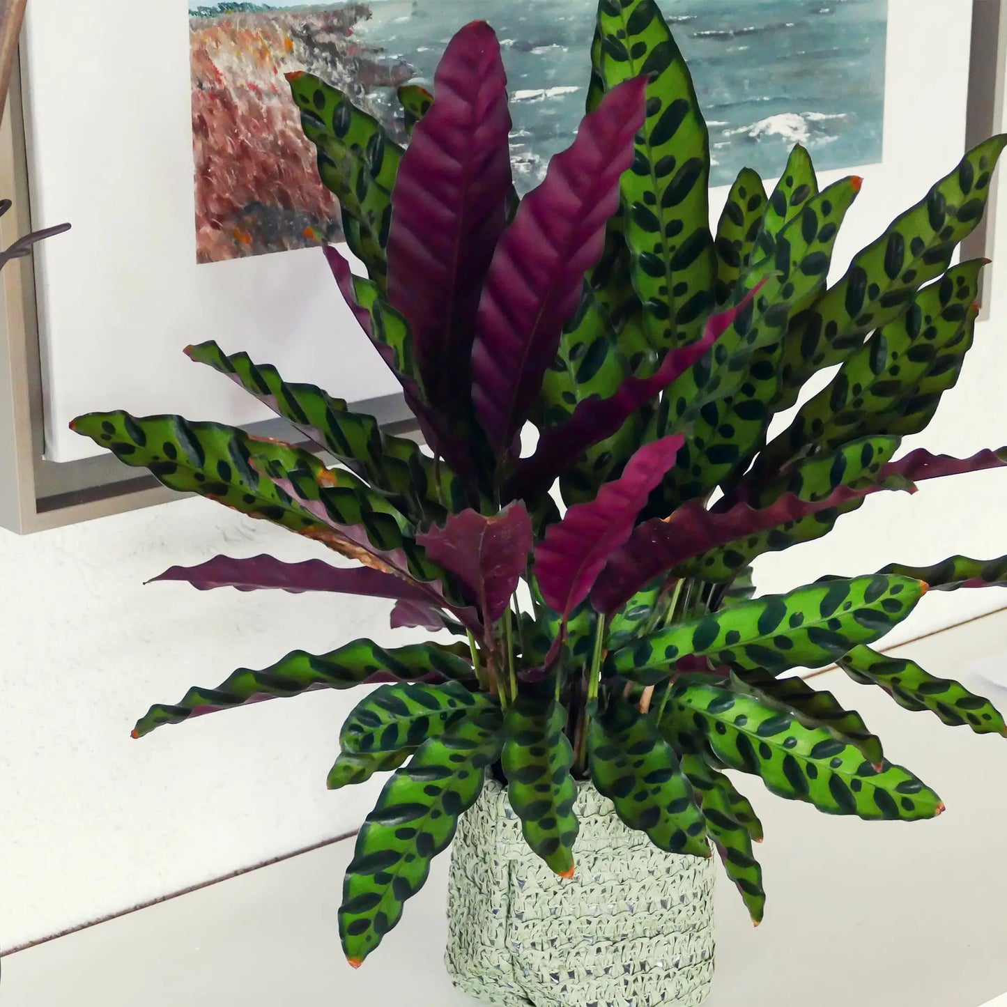 Calathea Lancifolia im grünen Sizo Bag