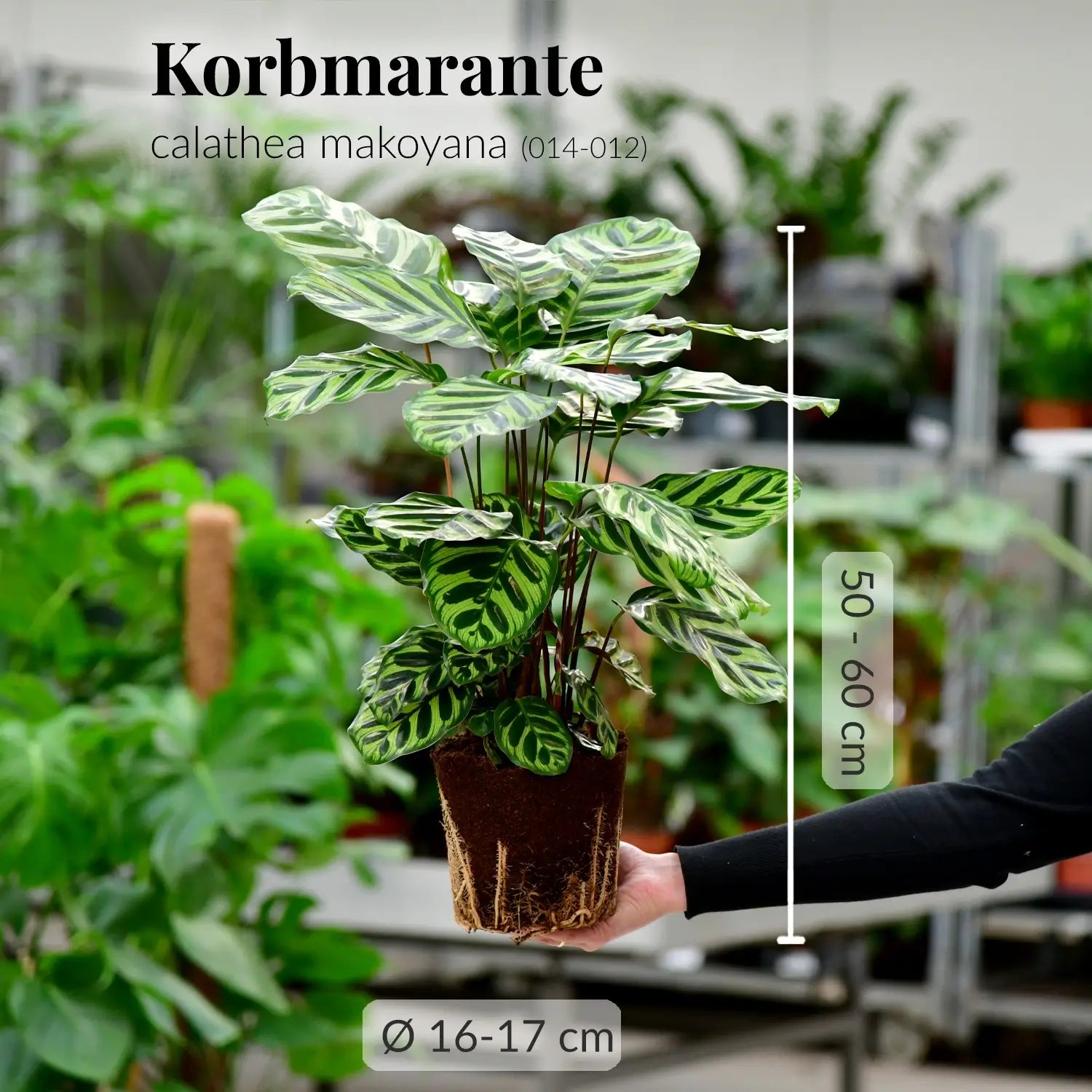 Calathea Makoyana mit gesunden Wurzeln frisch vom Gärtner