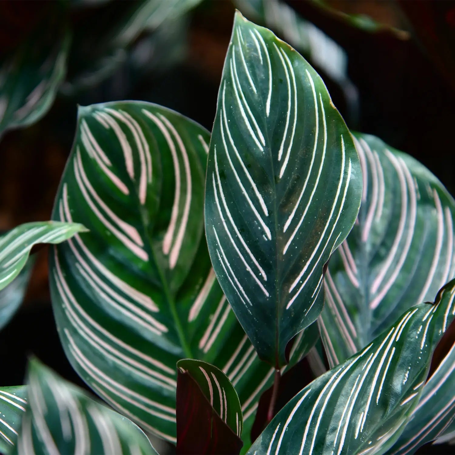 Calathea ornata pink, tierfreundliche zimmerpflanze mit besonderen Blättern