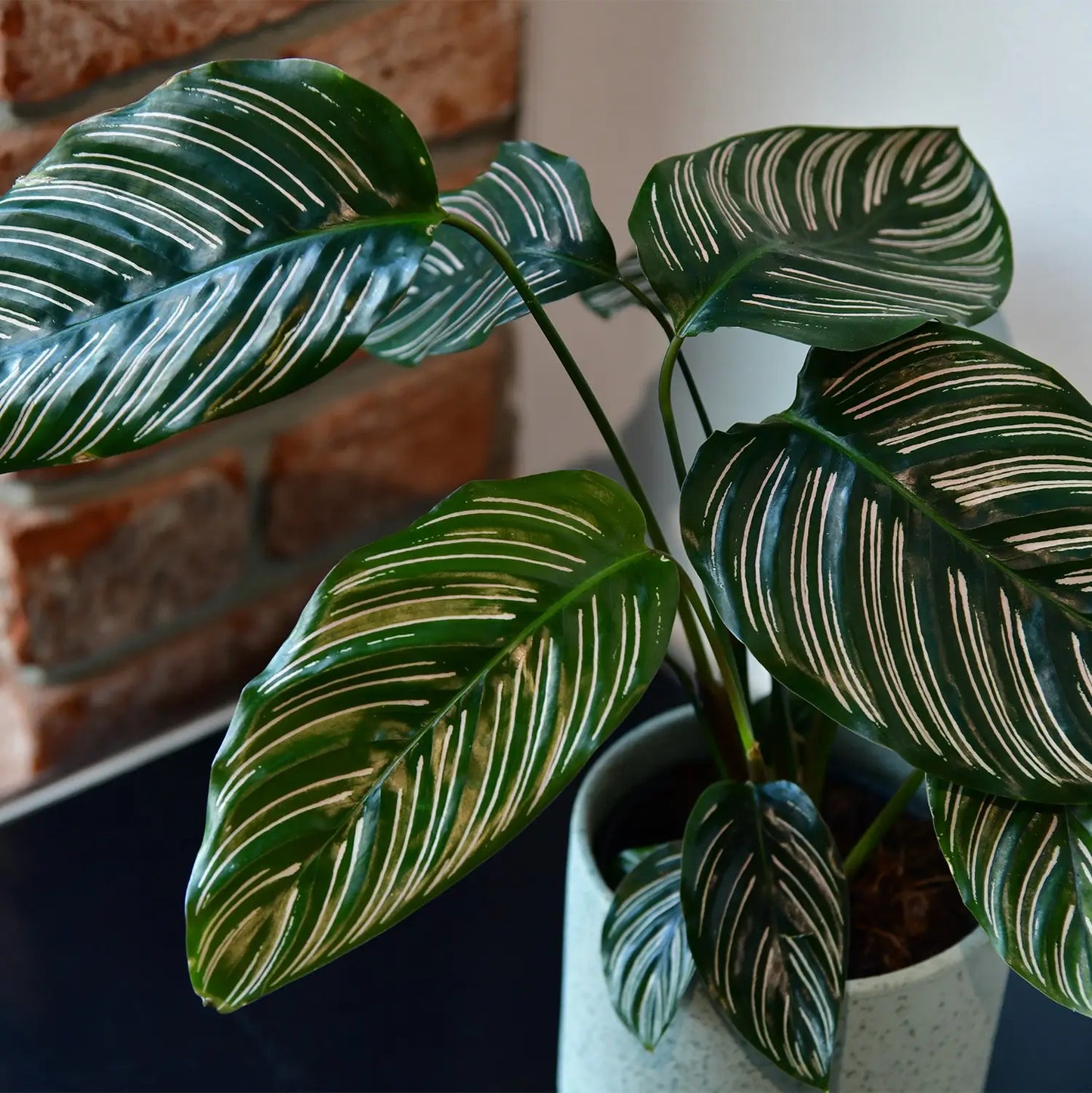 Calathea ornata pink blätter