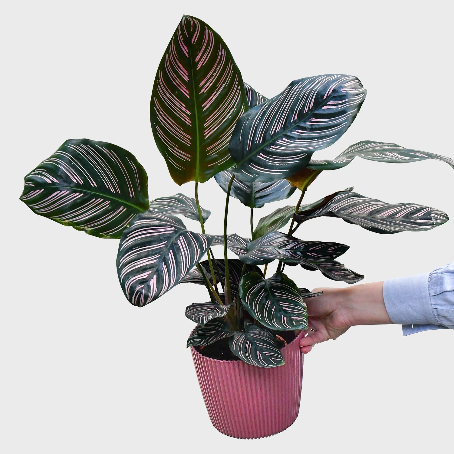 Gesunde, kräftige Calathea Ornata Sanderiana Zimmerpflanze frisch beim Gärtner kaufen