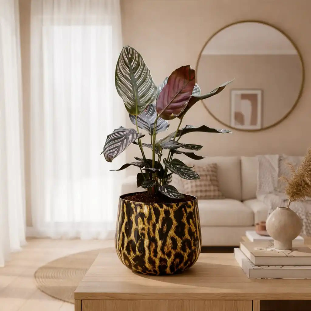 Calathea Pflanze im modernen Animal Print Übertopf im Panther Look
