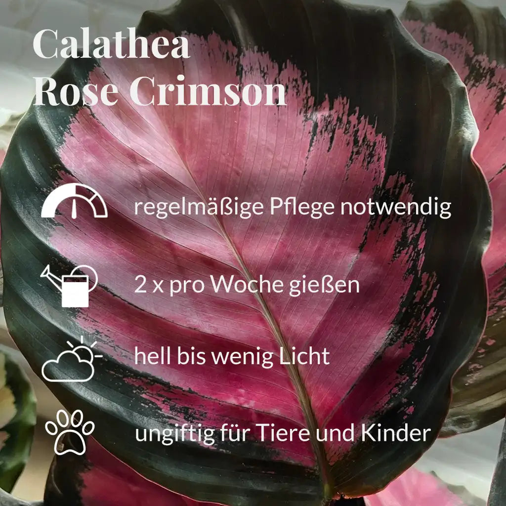 Calathea Rose Crimson Pflegehinweise 