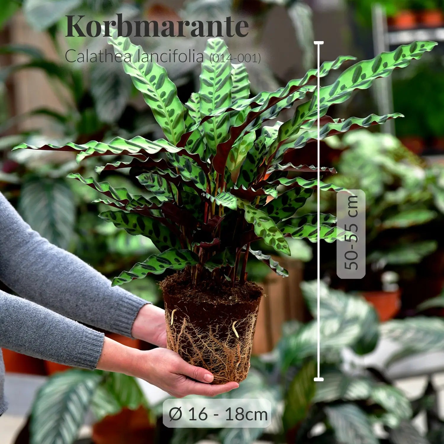 Gesunde Calathea mit frischen Wurzeln direkt beim Gärtner