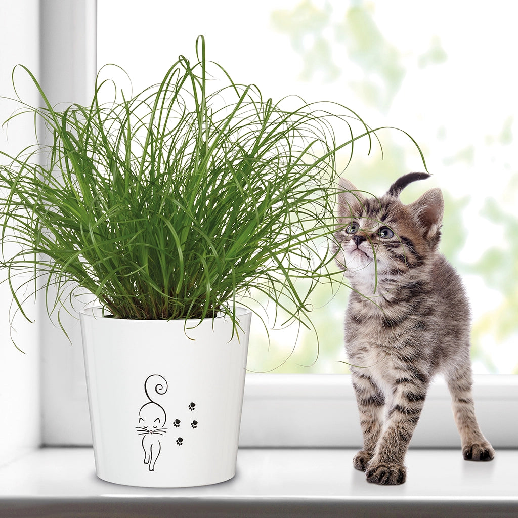 Catwalk Keramiktopf Weiß 13cm