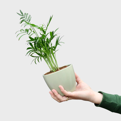 Mix & Match Tierfreundliche Babypflanzen