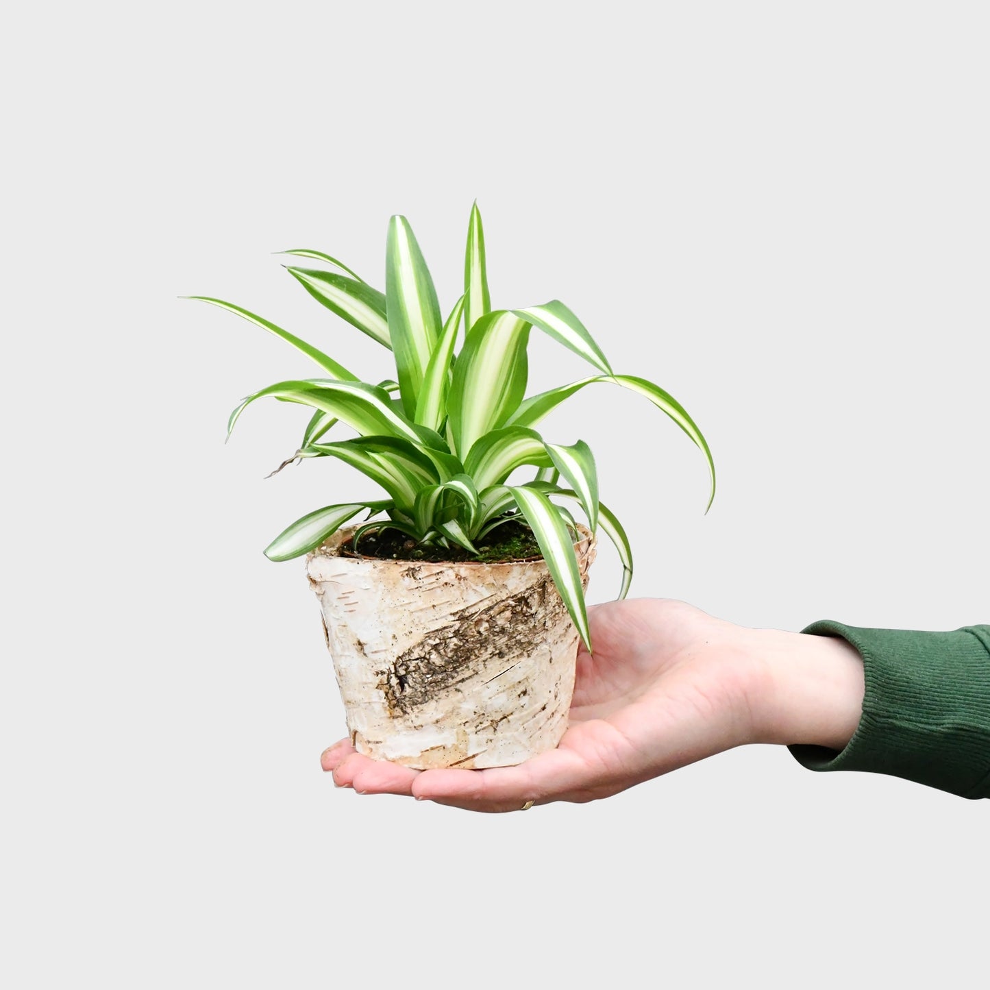 Mix & Match Tierfreundliche Babypflanzen