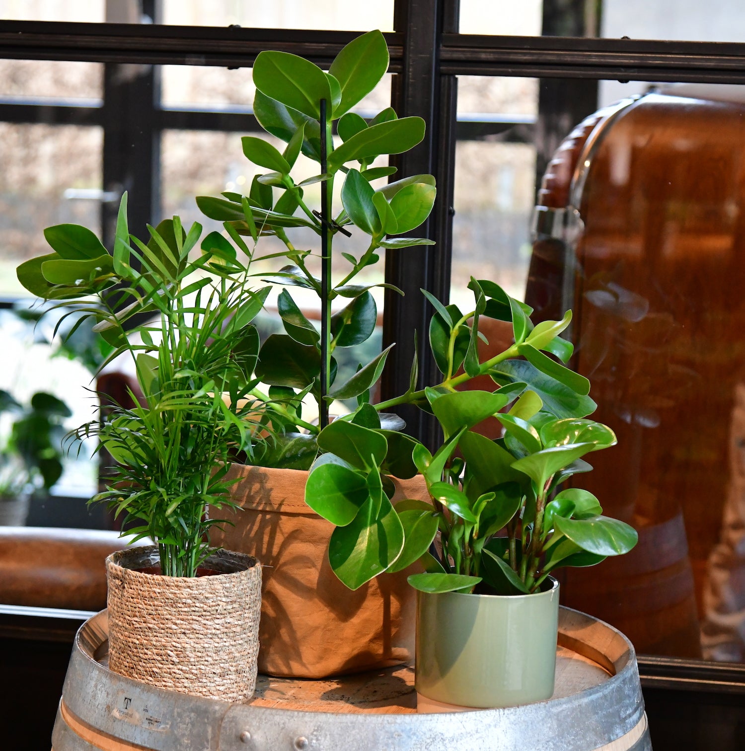 Dekorative Übertöpfe passend zum Pflanzenset